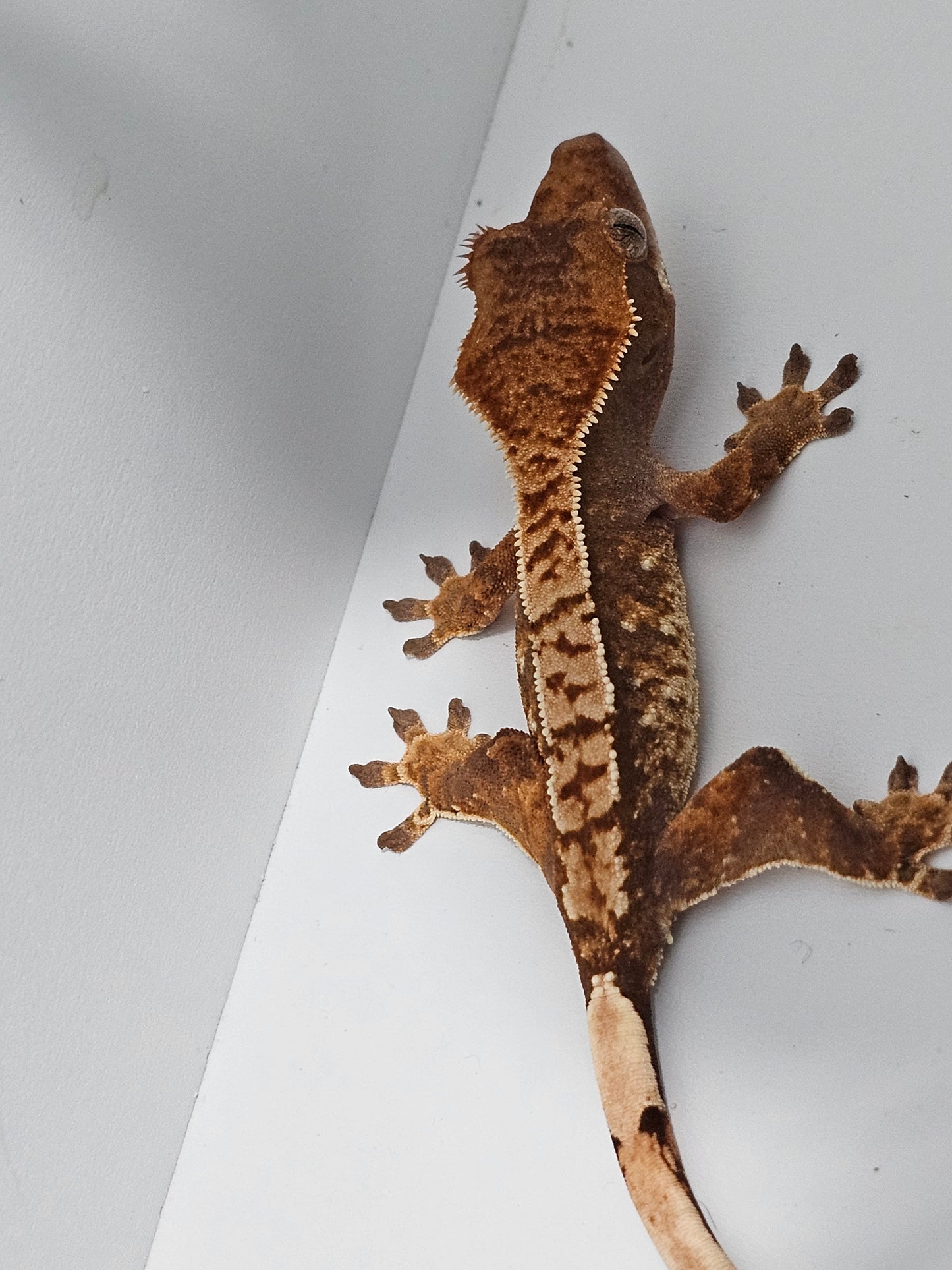 "Goblin" Crested Gecko