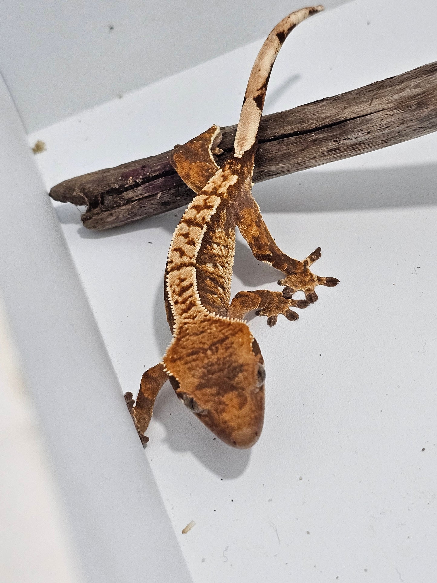 "Goblin" Crested Gecko