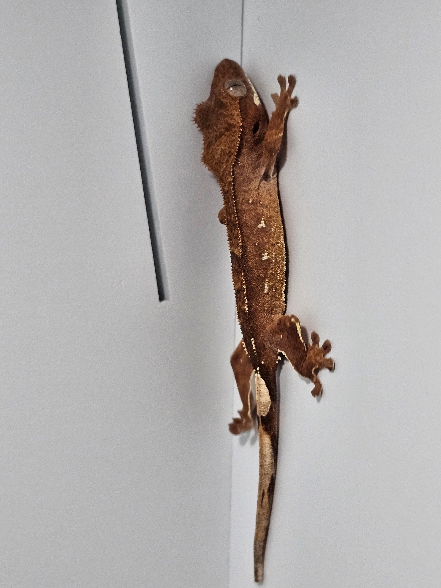 "Crumbs" Crested Gecko