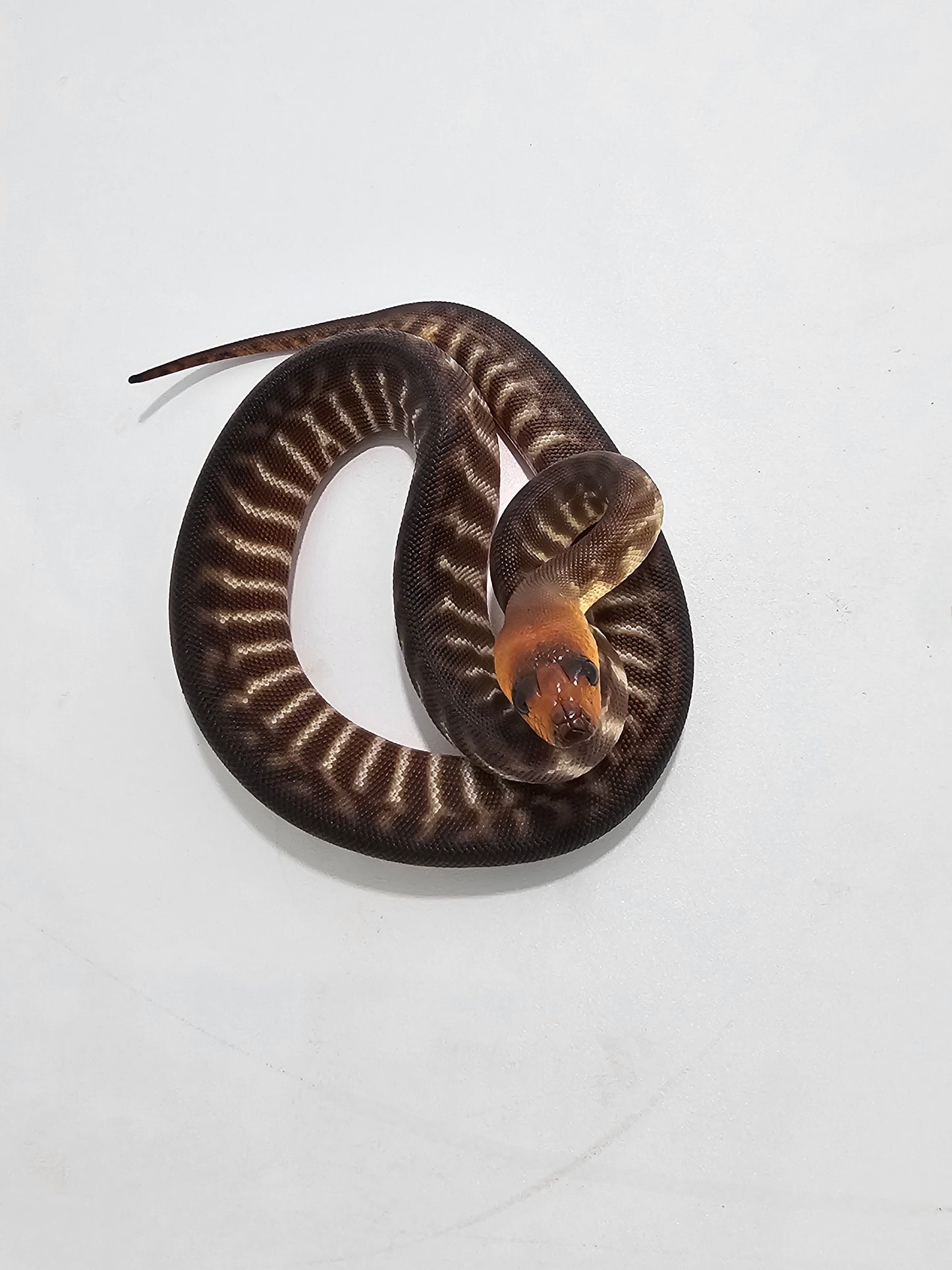 Woma Python (M)