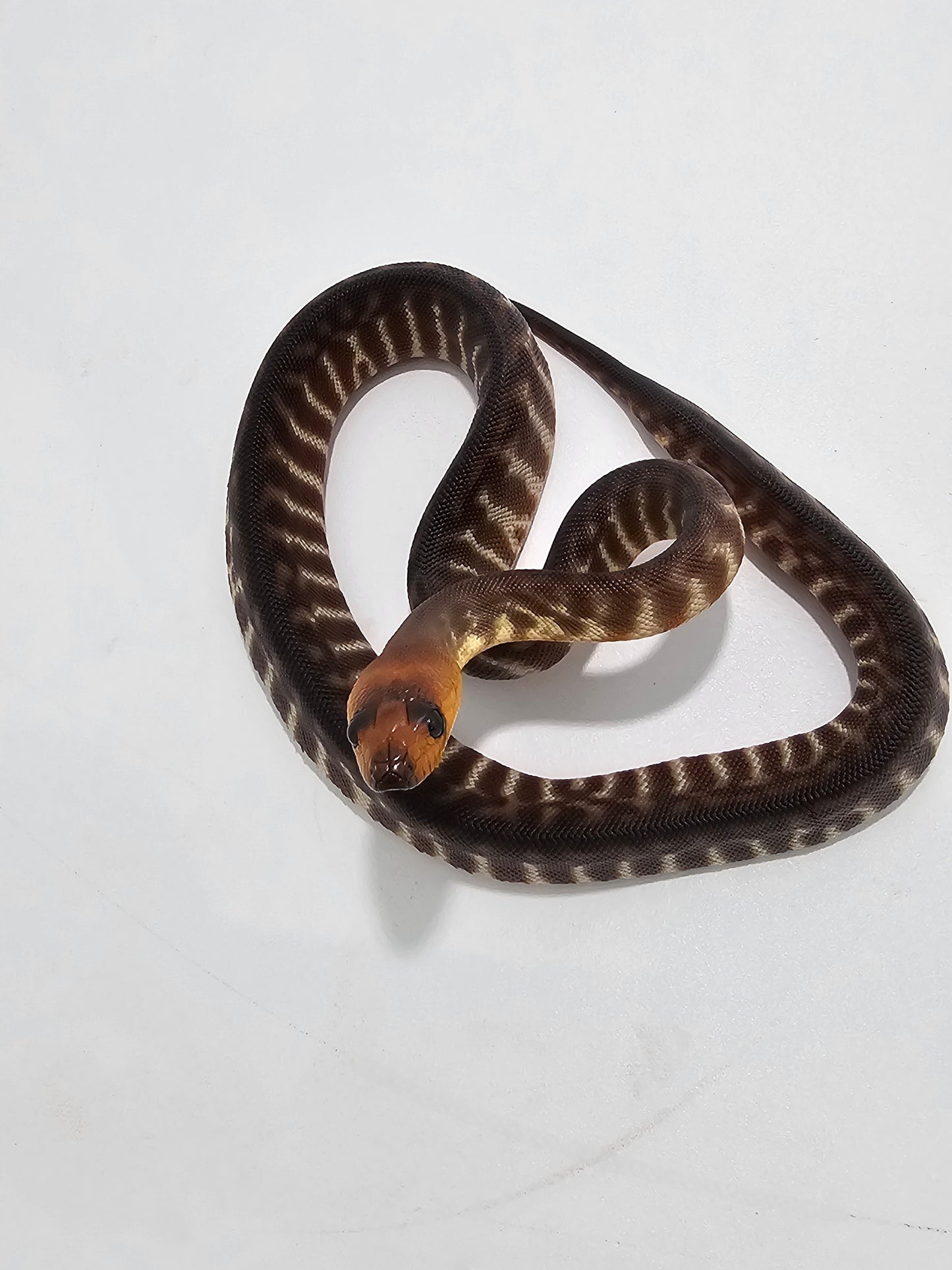 Woma Python (M)