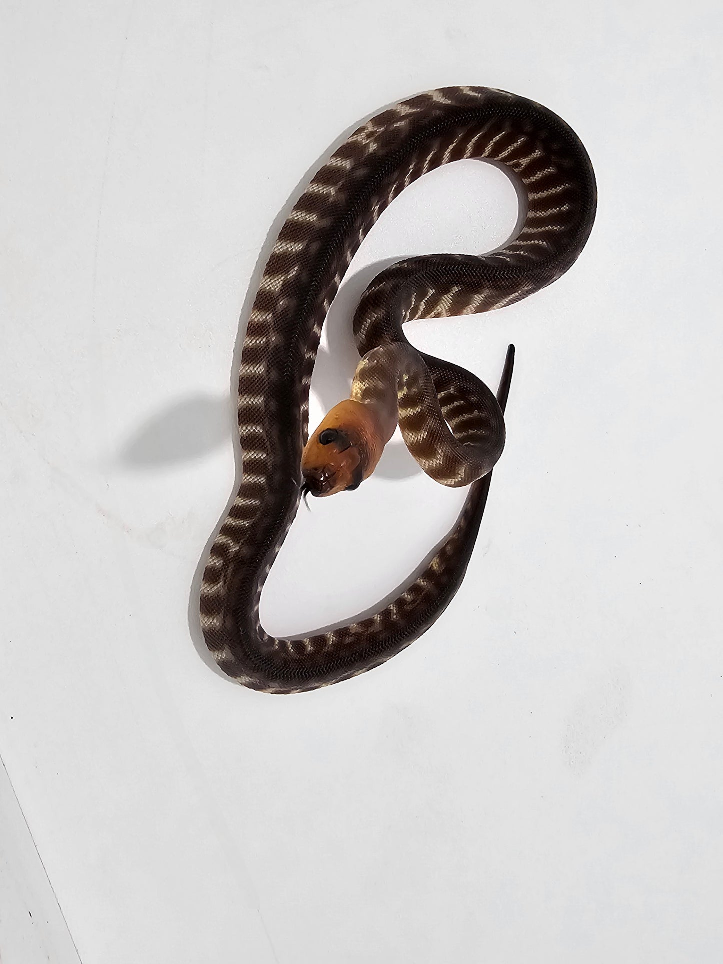 Woma Python (M)