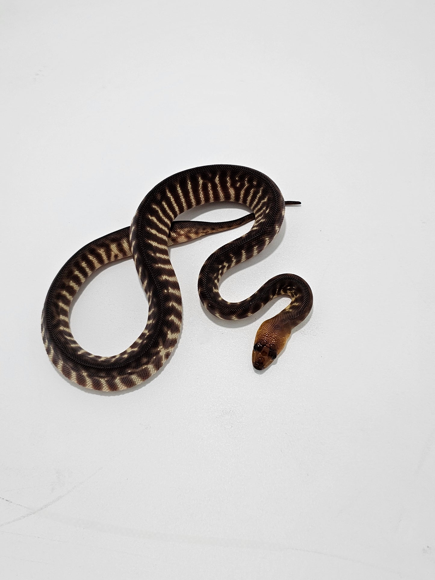 Woma Python (M)