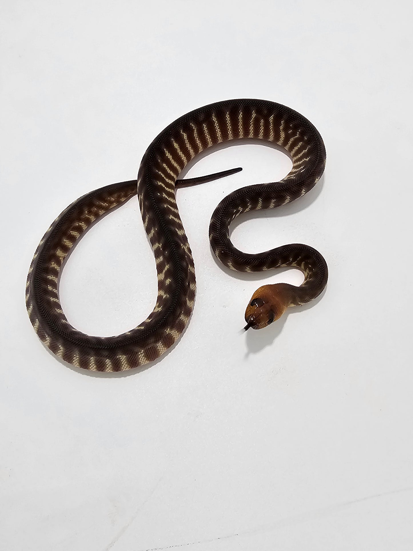 Woma Python (M)